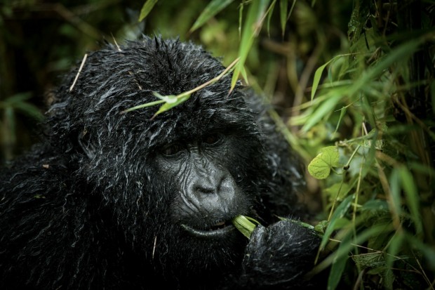 Gorilla eating in the wild