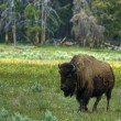 Yellowstone National Park Scene of Man-Bison Altercation, Injuries Ensue