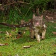 Get Close to Tasmanian Devils on Your Next Trip to Freycinet National Park