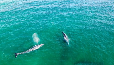 There is a Place in Baja, California Where You Can Legally Pet Gray Whales
