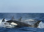 Play or Predation? Orcas' Strange Behavior Sinks Yacht in Strait of Gibraltar