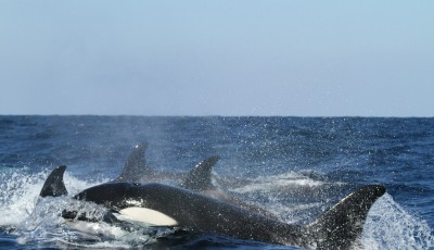 Play or Predation? Orcas' Strange Behavior Sinks Yacht in Strait of Gibraltar