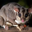 China Eastern Passengers Delayed After Surprise Sugar Glider Incident