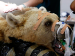 Mango the bear gets back surgery in Israel